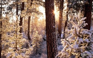 Зимний-лес