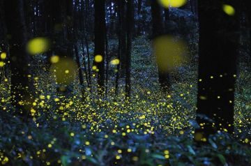 светлячки в лесу
